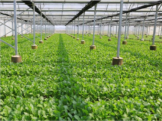羞羞视频软件下载-羞羞小视频在线观看種植基地